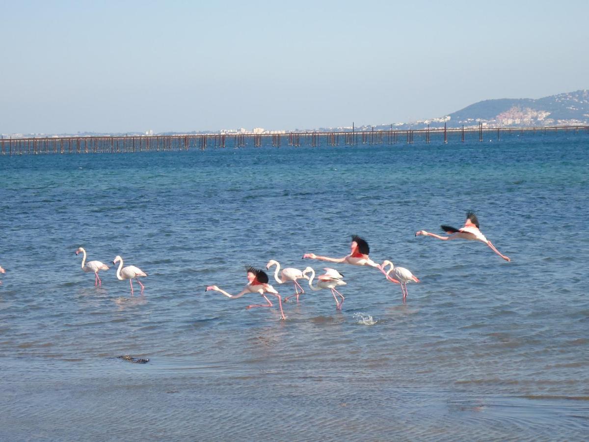 Bed and Breakfast Au bord de Thau Marseillan  Exterior foto