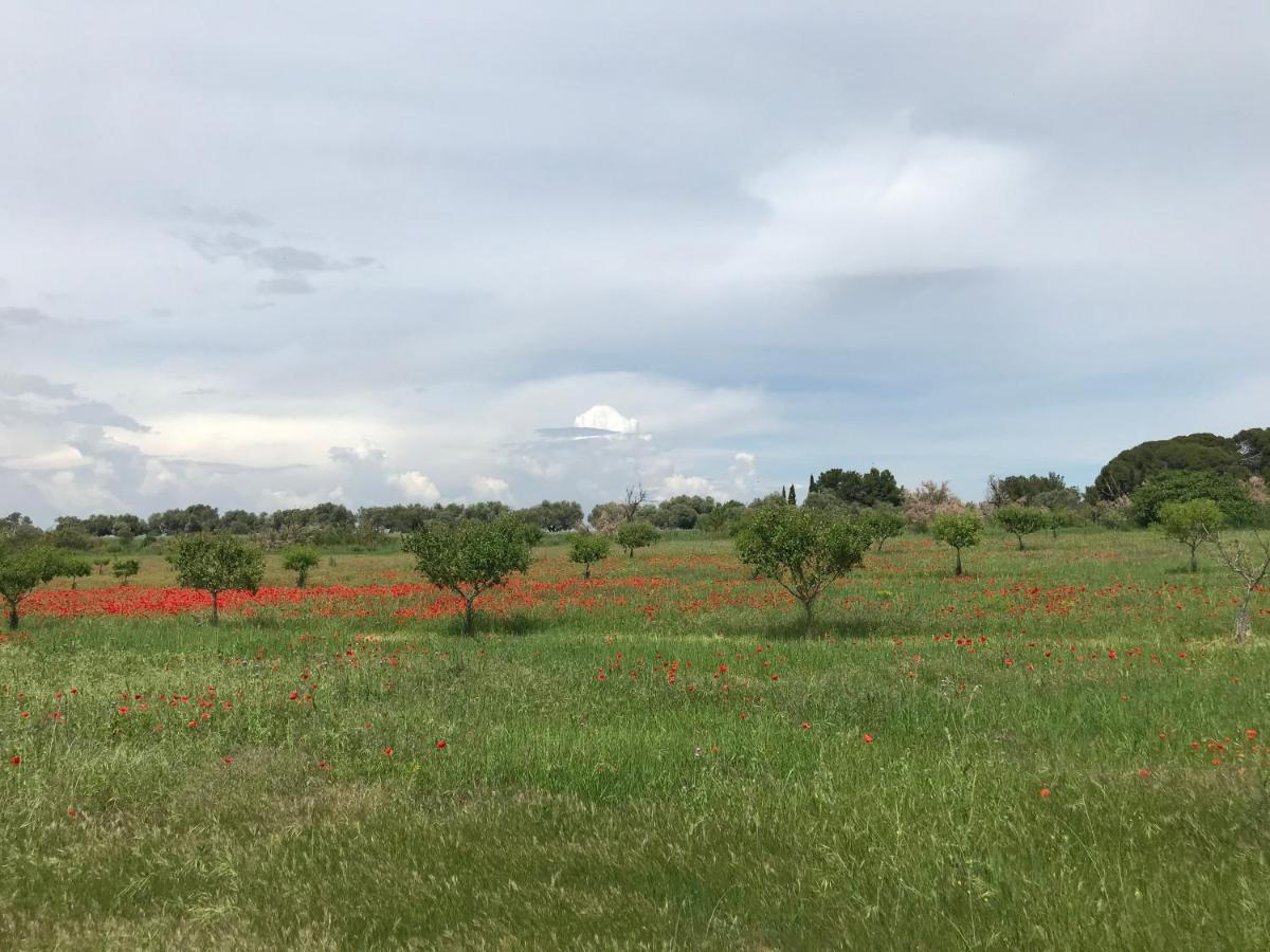 Bed and Breakfast Au bord de Thau Marseillan  Exterior foto